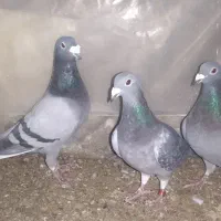 کبوتر سبز و پولک پلاکی