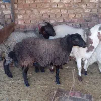 دوتا قوچ با میش مشکی