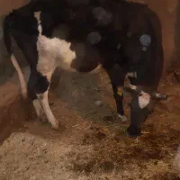 گاو ابستن ۲ شکم|حیوانات مزرعه|حسین آباد, |دیوار