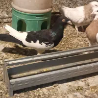 سه تا کفتر گرفتنی قیمت تعاونی|پرنده|بهار, |دیوار