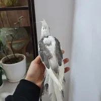 عروس نر البینو ۳ ماه و نیمه|پرنده|رشت, سعدی (تختی)|دیوار