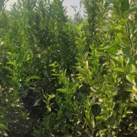 فروش انواع نهال مرکبات|خدمات باغبانی و درختکاری|عنبرآباد, |دیوار