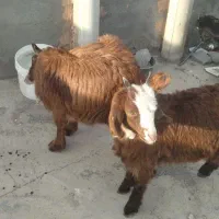 بزغاله|حیوانات مزرعه|مشهد, کلاته برفی|دیوار