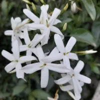 گل یاس درختی