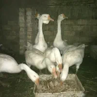 قو غاز یک ساله