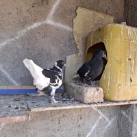 قره و ابلغ دمسفید کاکلی کرمونی