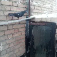 کبوتر ماده خارجی گرفتنی