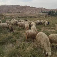 فروش گوسفند