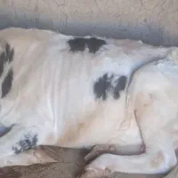 یک راس گاو جوان به فروش می رسد|حیوانات مزرعه|شوشتر, |دیوار