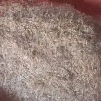 کاه دیم نرم بالا جام