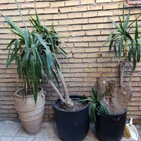 دوعددگل طبیعی|گل و گیاه طبیعی|مشهد, اروند|دیوار