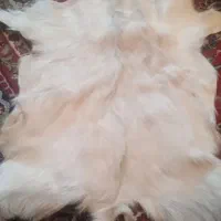 پوست بز صنعتی