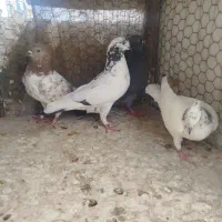 چهارکفترتا گرفتنی عالی