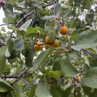 فروش باغ ۱۸ ساله با چاه اب در جاده قدیم کردکوی|فروش زمین و ملک کلنگی|گرگان, |دیوار