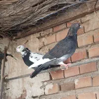 کفتر|پرنده|زرند, |دیوار