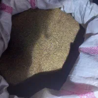 بذر شبدر هفت چین تضمینی