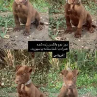 حیوانات خانگی