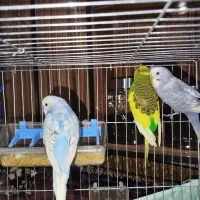 مرغ عشق رنگ‌های خاص