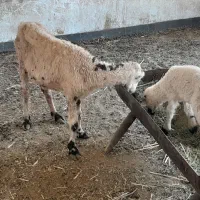 میش بره دار