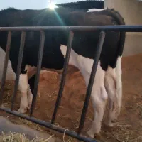 فروش نر گاو چاق   وتلیسه