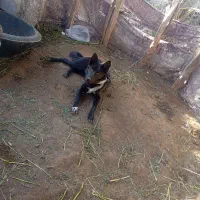 سگ گرگ|سگ|جیرفت, |دیوار