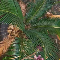 سیکاس