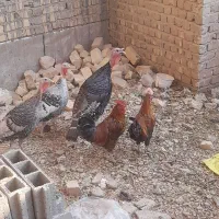 بوقلمون نر و ماده محلی و خروس محلی|حیوانات مزرعه|شیراز, ماه فیروزان|دیوار