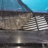 آکواریومشیشه خم|ماهی|کرج, حسینآباد|دیوار