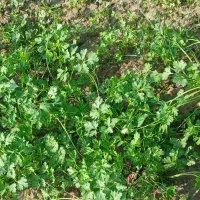 سبزی خورشتی بار مستقیم  از شوشتر