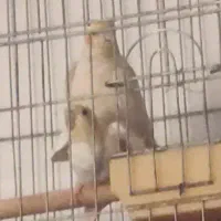 عروس هلندی سوپر مولد تضمینی کوتوله همراه با جوجه|پرنده|اصفهان, باتون|دیوار