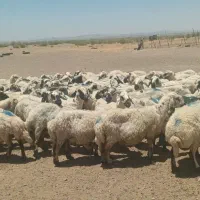 ۱۰۰راس میش درجه یک فروشی