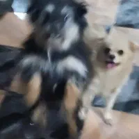 دوعدسگ پاکوتا نر وماده