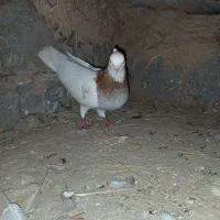 کبوترطوقی همه مولد