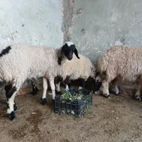 سلام ۴ عدد بر مادر