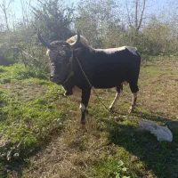 ورزا|حیوانات مزرعه|رشت, منظریه|دیوار