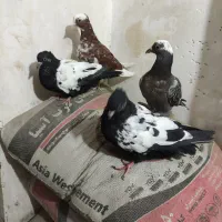 کفتر جوجه