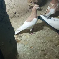 کبوتر یال زرد