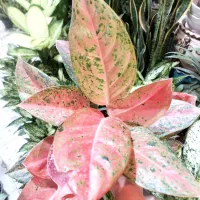 باباادم های ارزان قیمت|گل و گیاه طبیعی|کرمانشاه, |دیوار