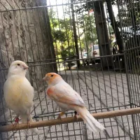 قناری نر و ماده موزاییکی مست مست