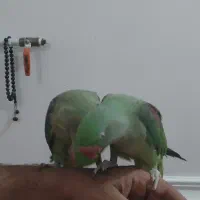 شاه طوطی دستی|پرنده|شوشتر, |دیوار