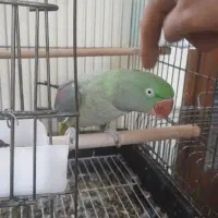 شاه طوطی رام رخ در رخ سخنگو|پرنده|ساری, |دیوار