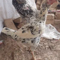 مرغ لاری|حیوانات مزرعه|کبودرآهنگ, |دیوار