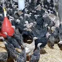 جوجه بوقلمون ۷۰روزه برنزانگلیس|حیوانات مزرعه|کرمانشاه, |دیوار