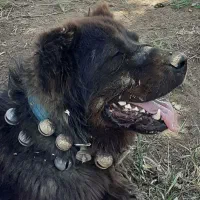 چندتا توله سگ قدریجونی سراب