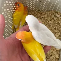 جوجه طوطی کوتوله برزیلی فیشر طلایی