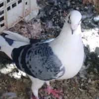 کبوتر دوکت