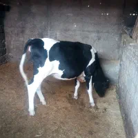 گوساله ماده دم کل نژاد درجه یک
