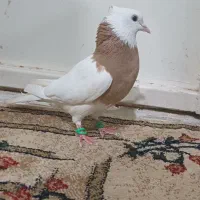 طوق زرد ماده
