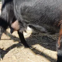 بز پرشیر و بزغاله چاق|حیوانات مزرعه|آذرشهر, |دیوار