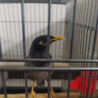 مرغ مینا سخنگو